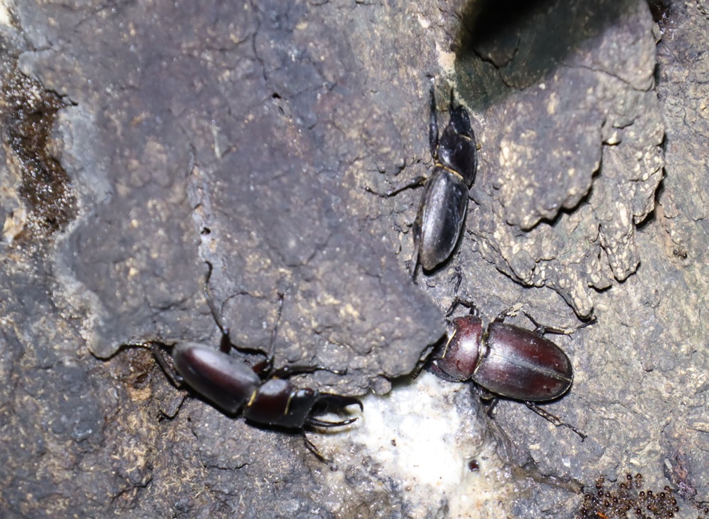 コクワガタ♂、ノコギリクワガタ♀、ヒラタクワガタ♀（アングル１．５）_No.3のクヌギ_クワガタ達のオアシス_2023年9月27日19時10分 気温24.5度